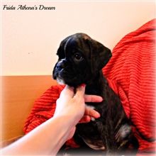 6,5 weeks